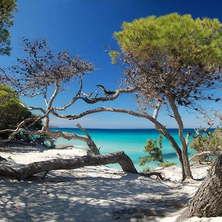T2 pour 4 pers, charmante résidence avec piscine Oletta  Extérieur photo
